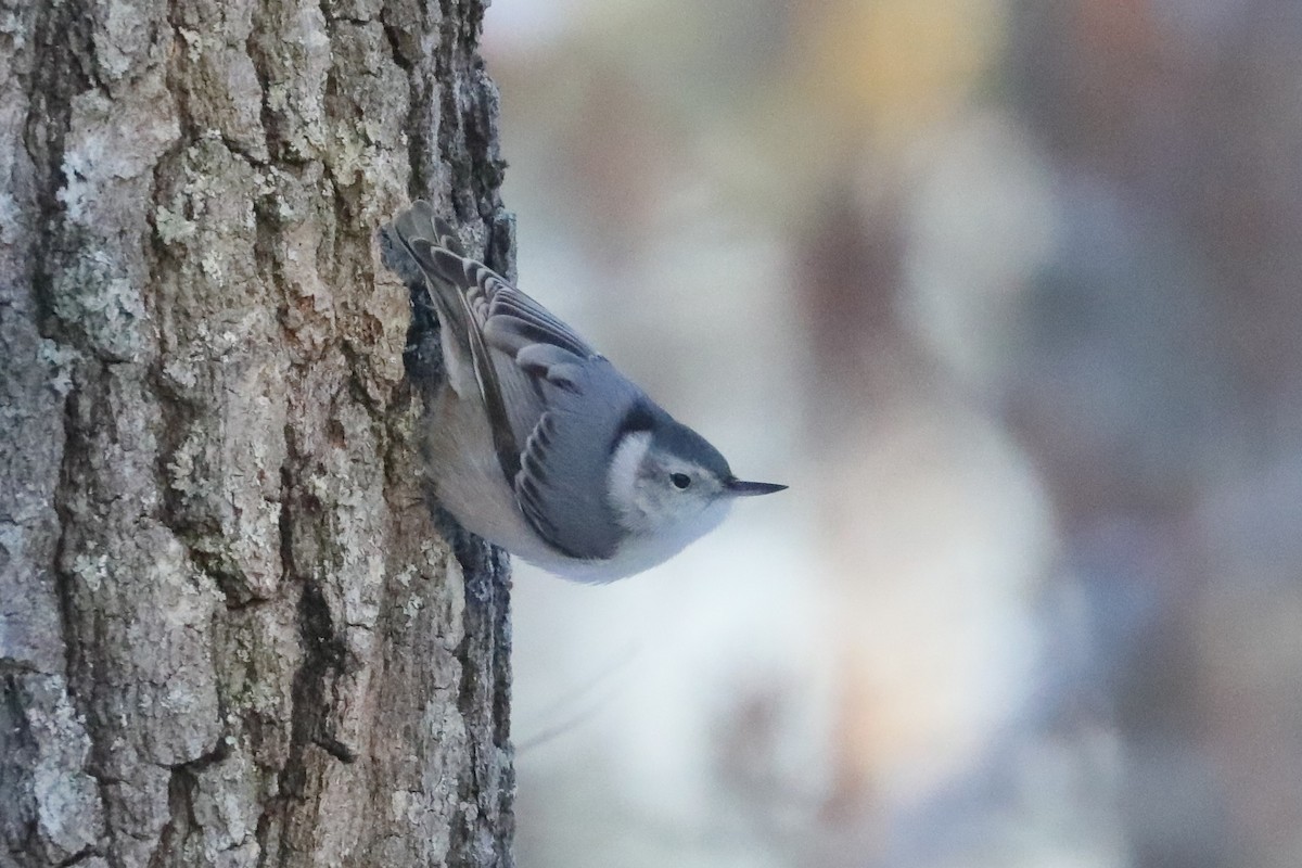 White-breasted Nuthatch (Eastern) - Joshua Gant