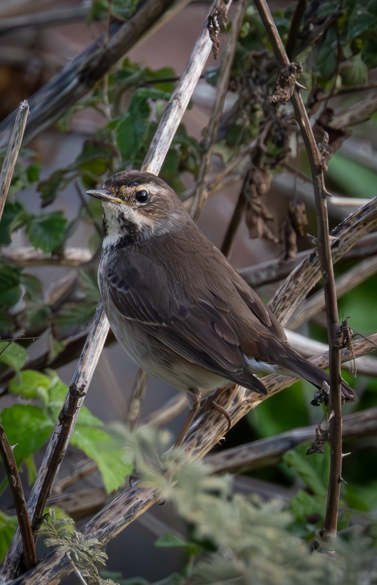 Bluethroat - ML647034265