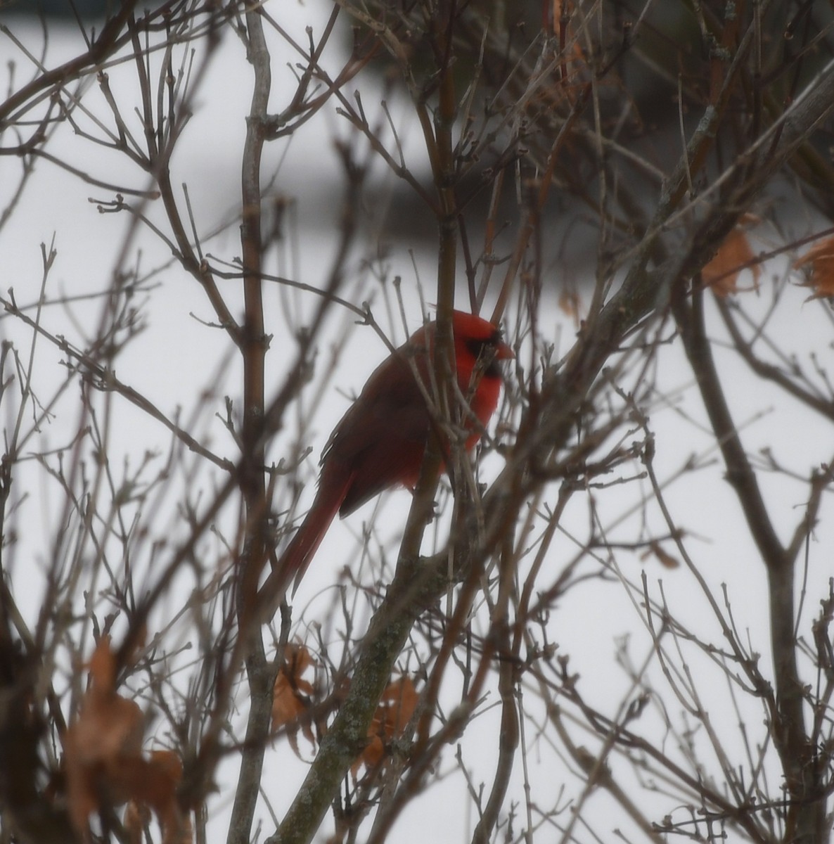 Northern Cardinal - ML647034268