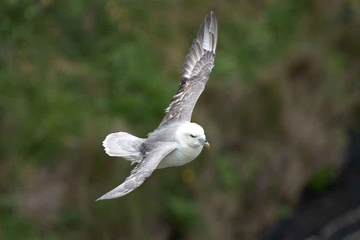 Буревісник кочівний - ML647034273