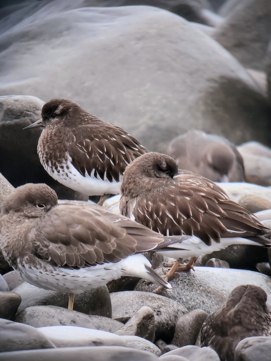 Black Turnstone - ML647034277