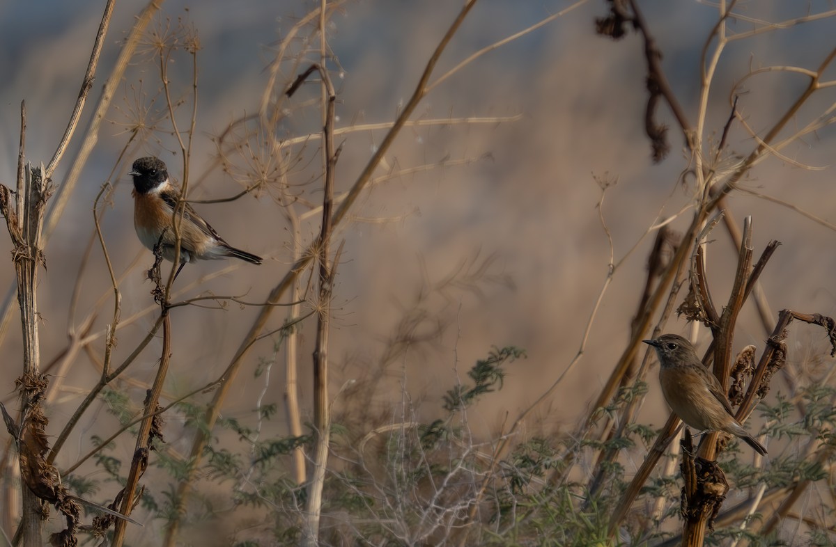 European Stonechat - ML647034279