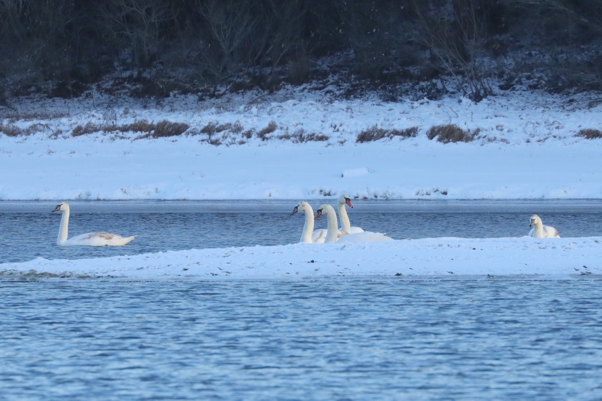 疣鼻天鵝 - ML647034280