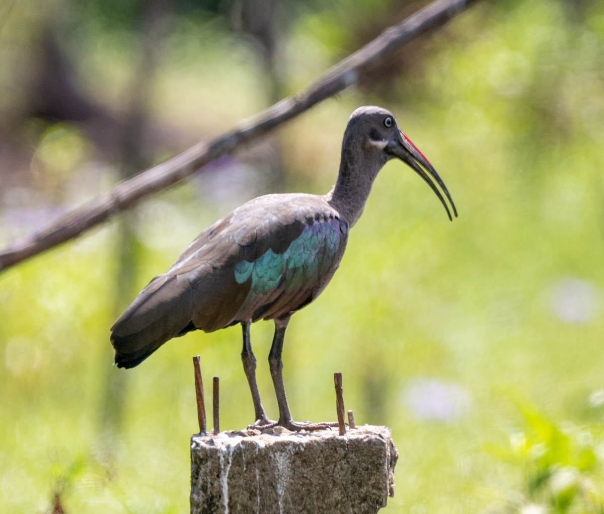 Hadada Ibis - ML647034281