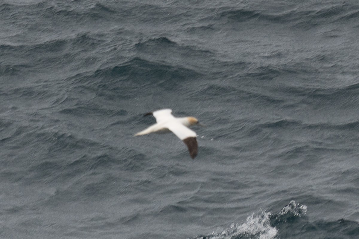 Northern Gannet - ML647034283