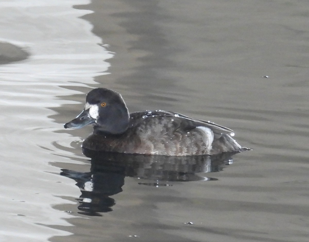 Murgilari txikia - ML647034290