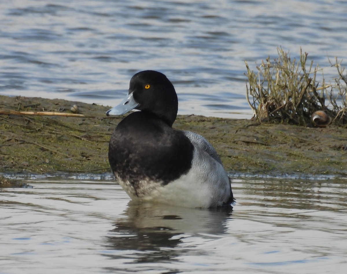 Murgilari txikia - ML647034293