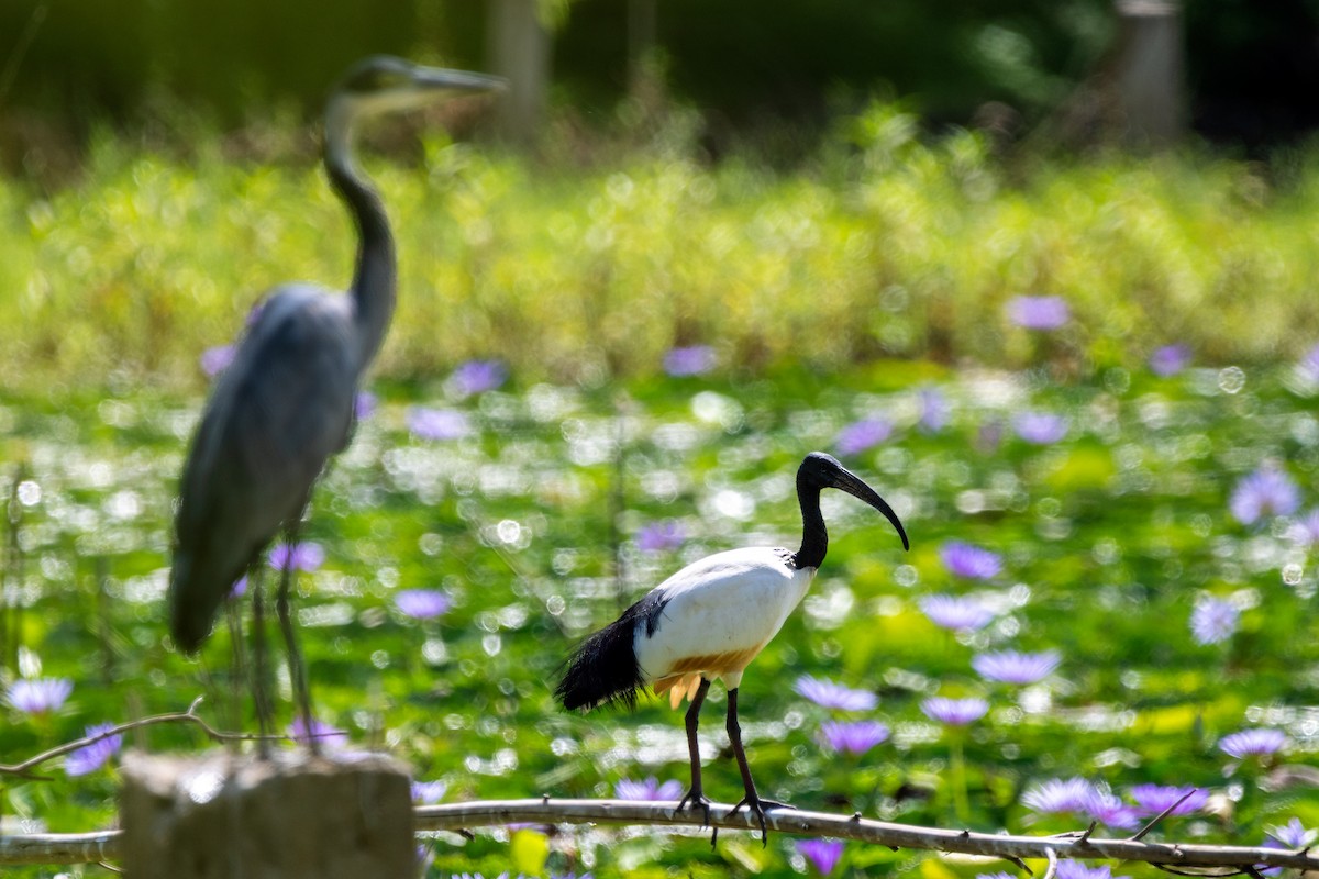 African Sacred Ibis - ML647034294