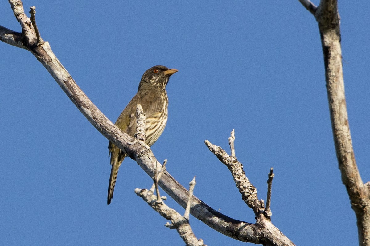 Palmchat - ML647034296