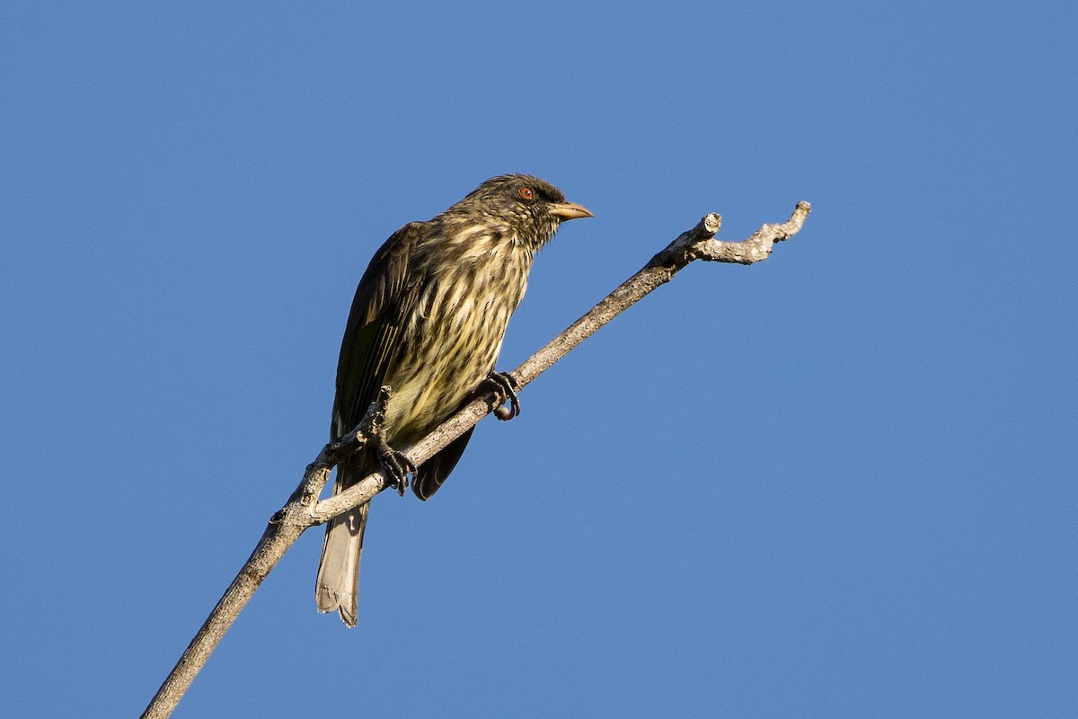 Palmchat - ML647034297