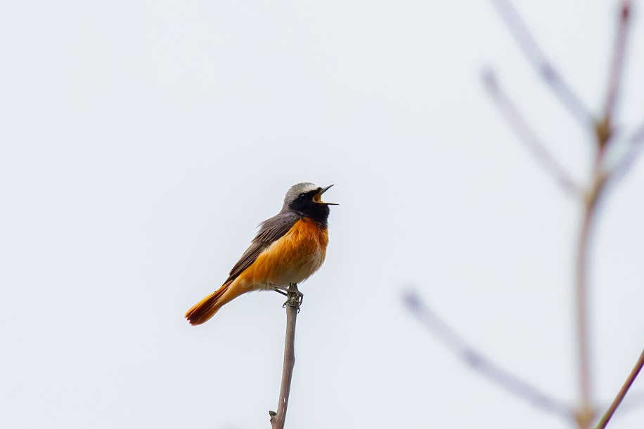 rødstjert - ML647034301