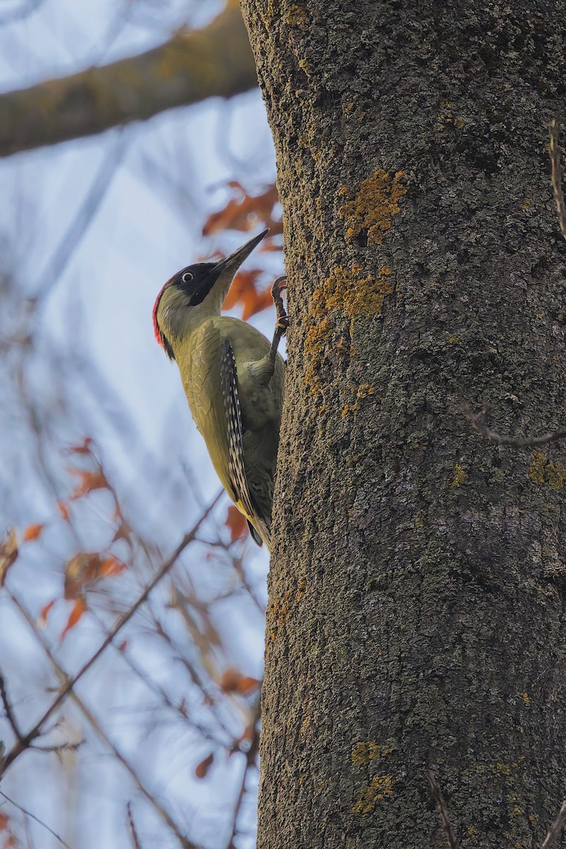 žluna zelená - ML647034309