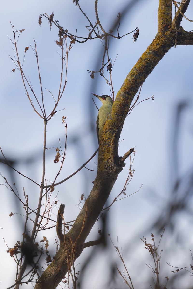 žluna zelená - ML647034310