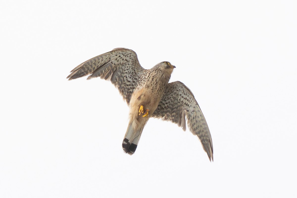 Eurasian Kestrel - ML647034311