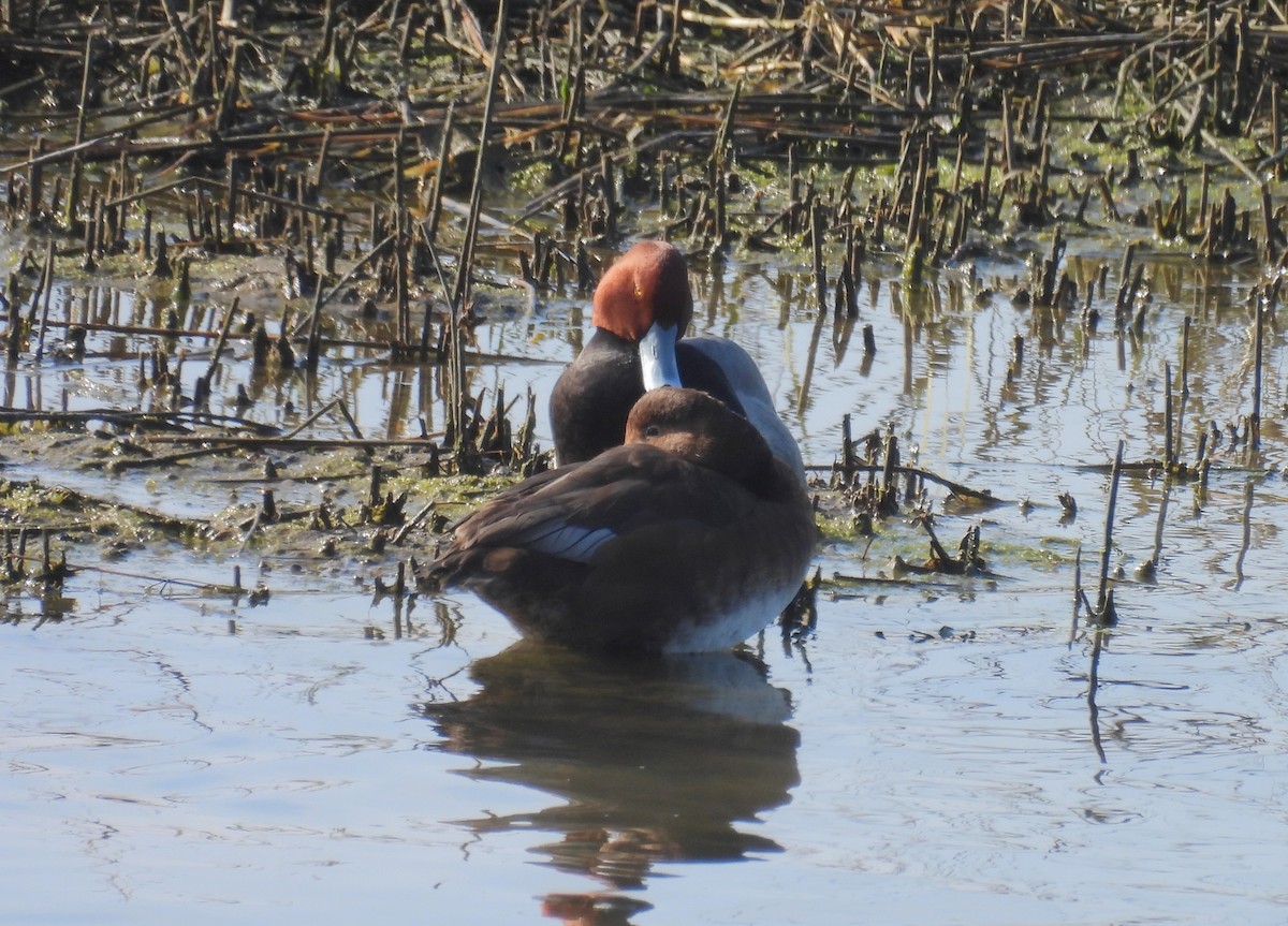 Murgilari burugorria - ML647034313