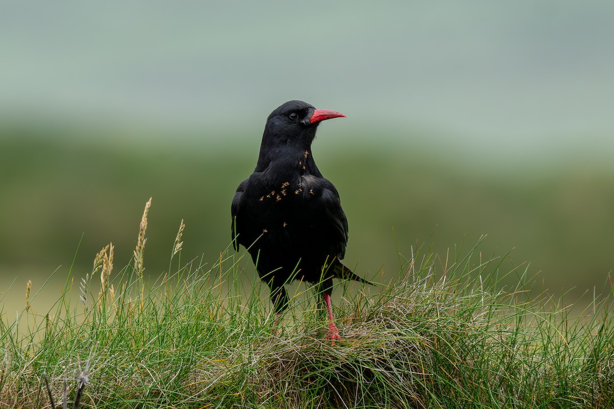 Галка альпійська червонодзьоба - ML647034315