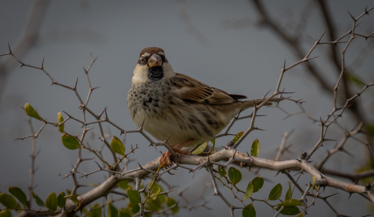 Spanish Sparrow - ML647034317