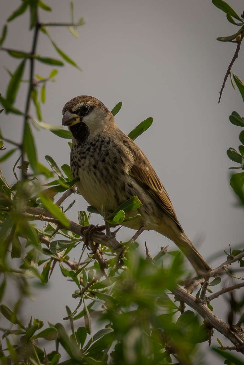 Spanish Sparrow - ML647034319