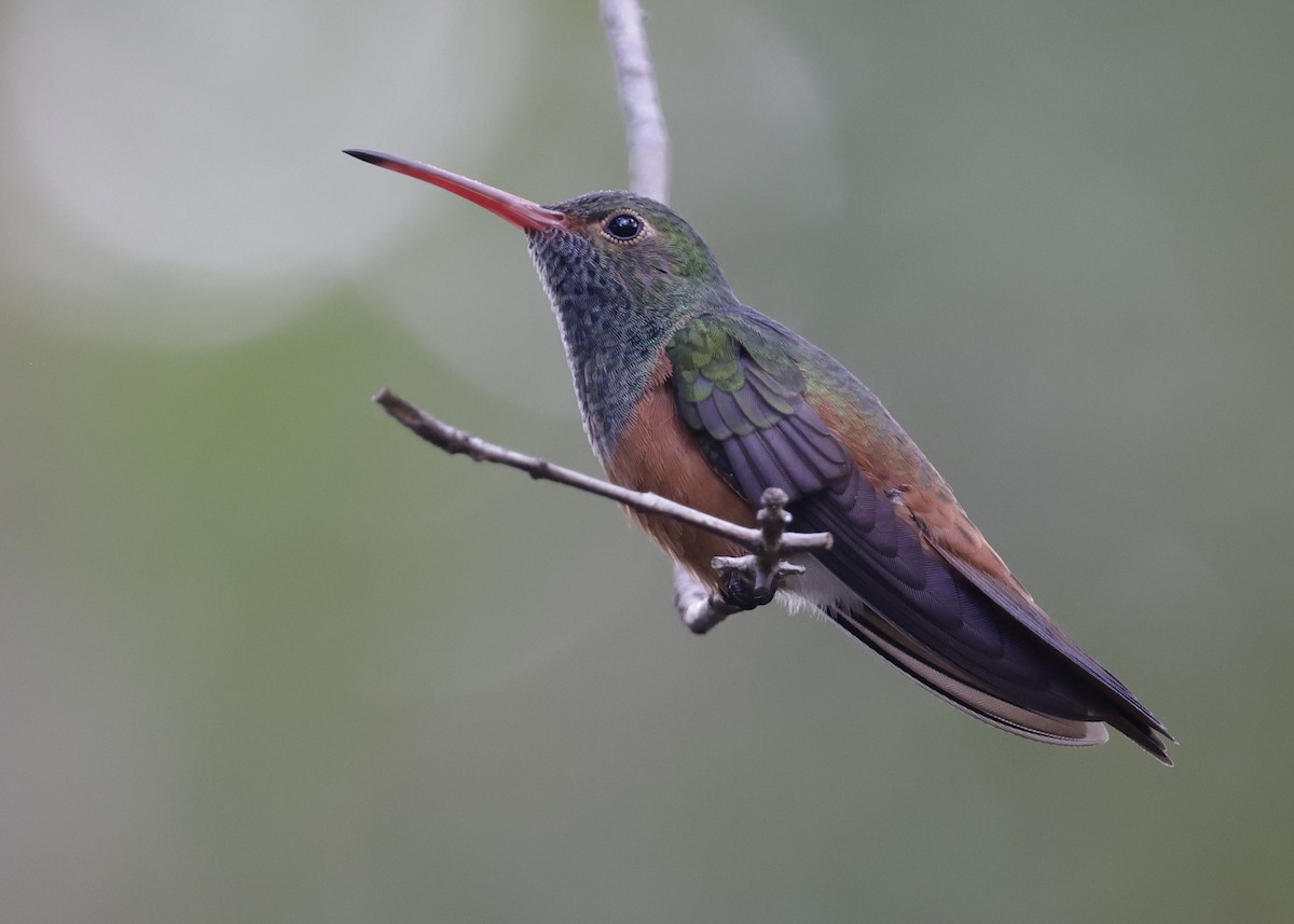 Buff-bellied Hummingbird (Yucatan) - ML647034325