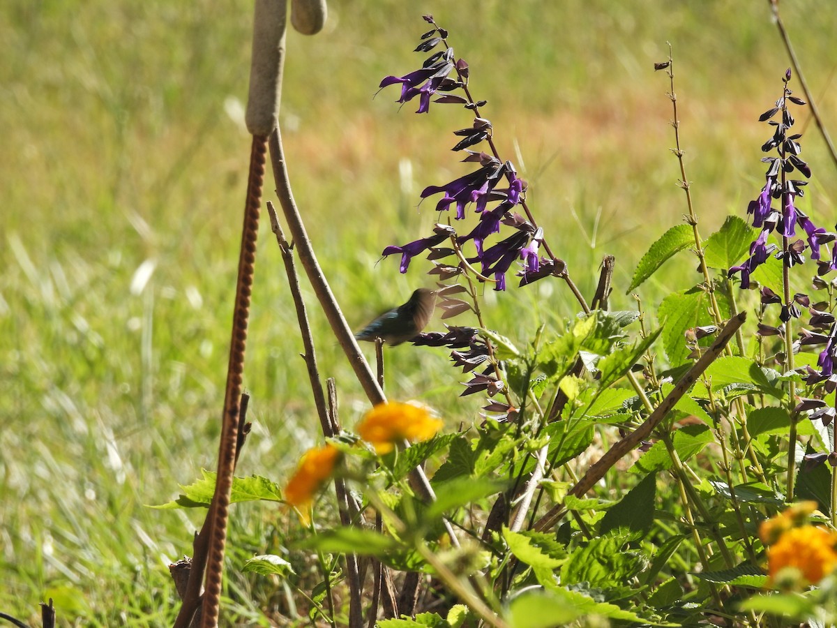 glansbuksmaragd - ML647034326