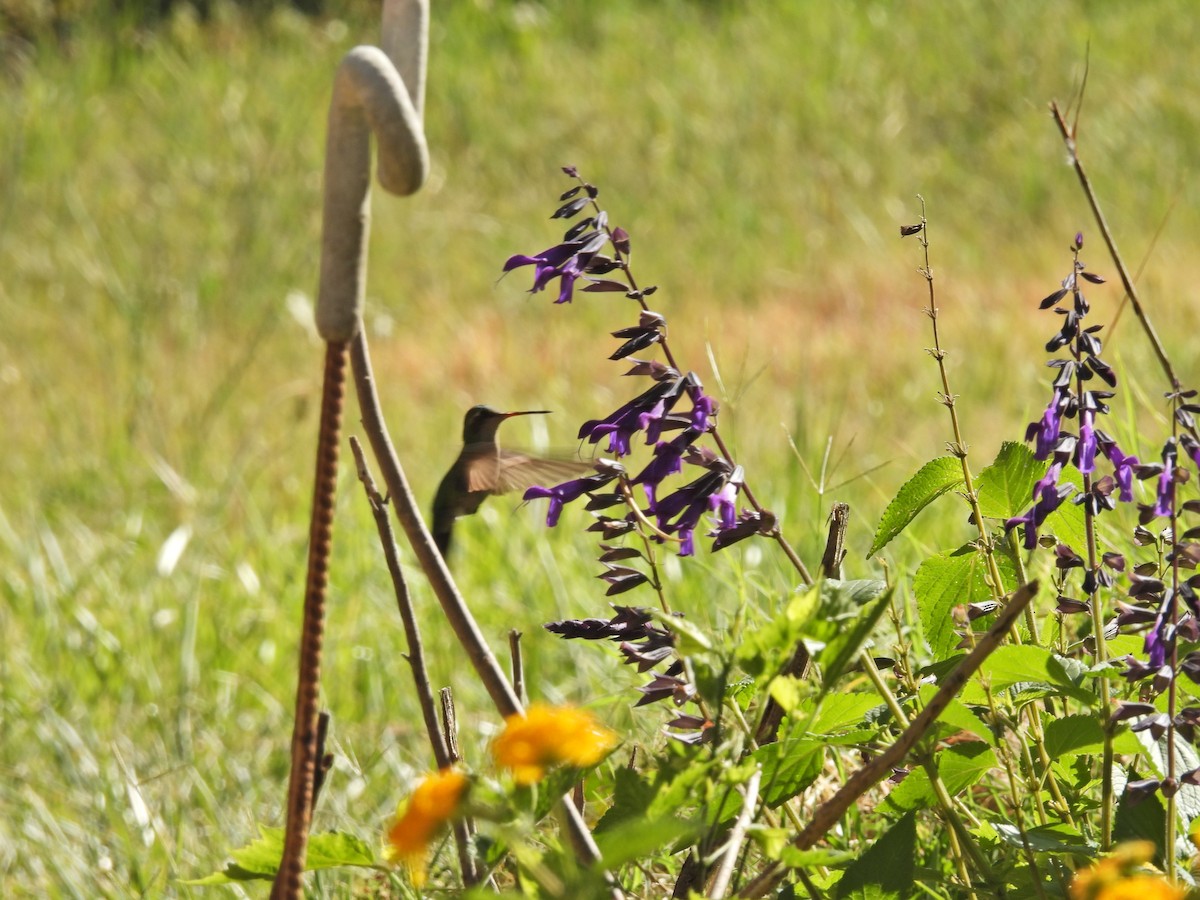 glansbuksmaragd - ML647034328