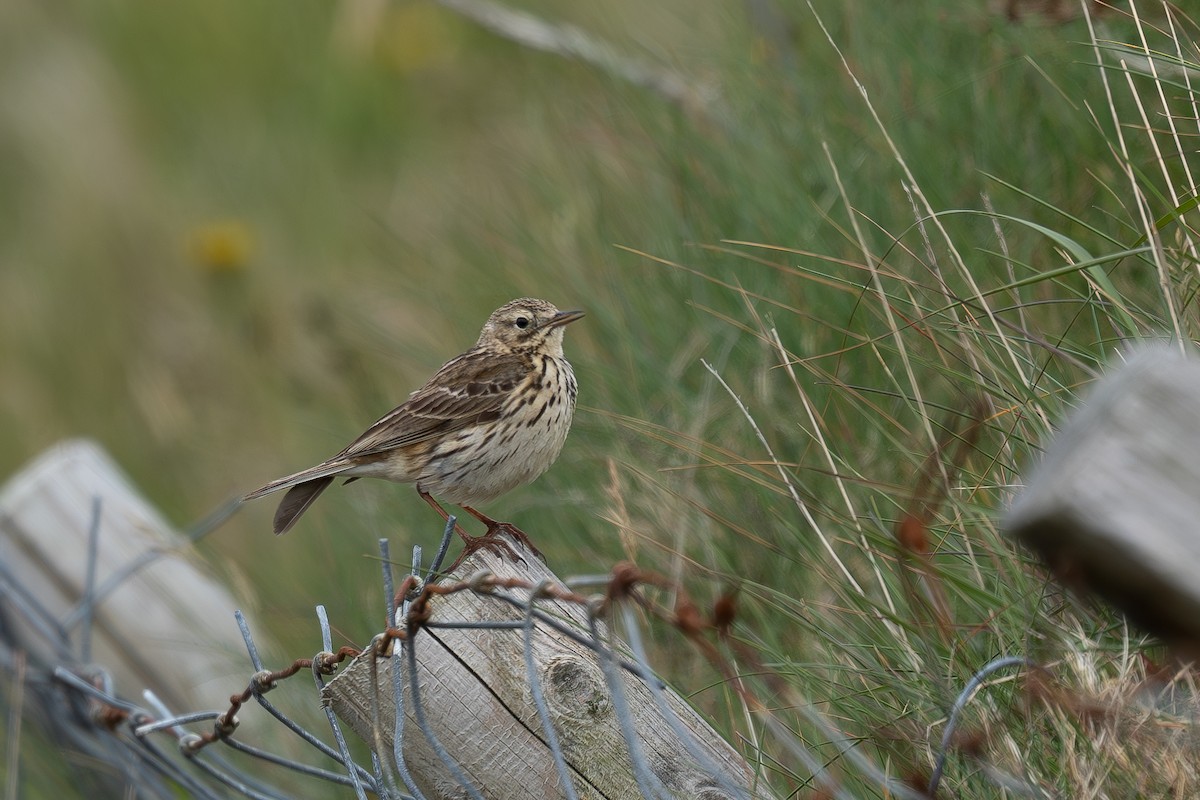 Щеврик лучний - ML647034329