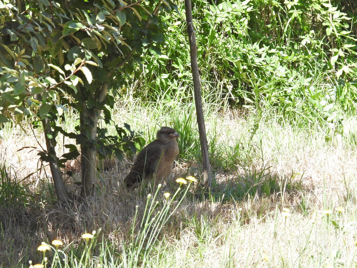 Хіманго - ML647034337