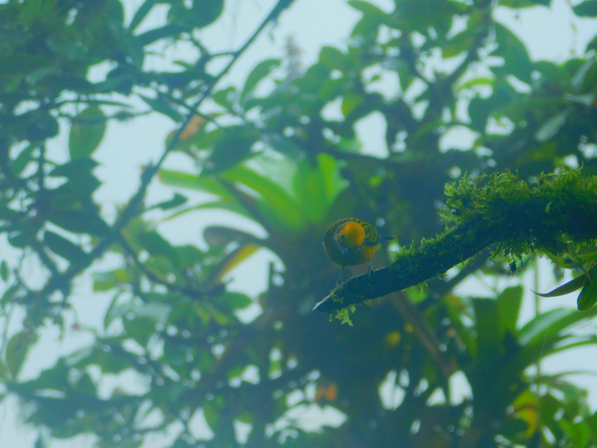 Танагра цитринова - ML647034339