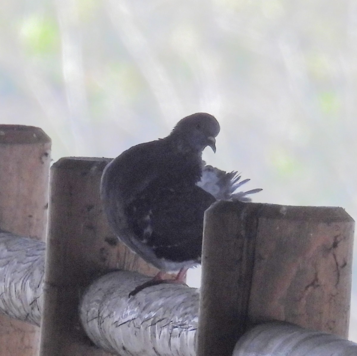 Голуб сизий (міський) - ML647034340