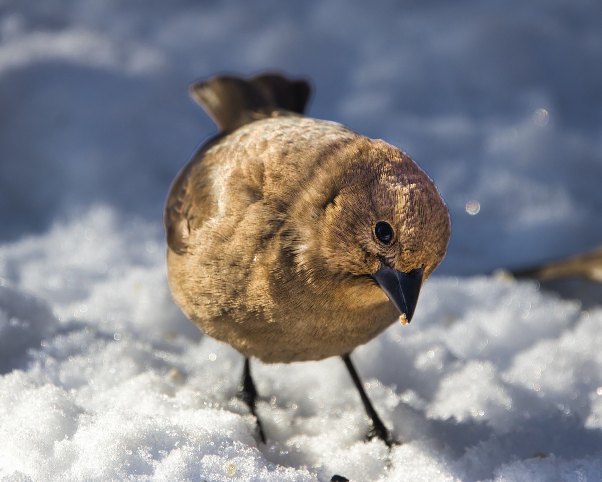 Вашер буроголовий - ML647034341