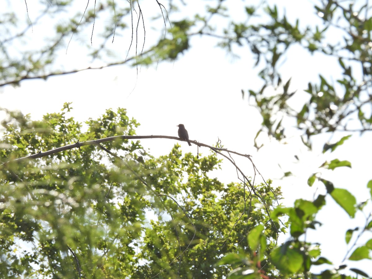 Москверо вогнистий - ML647034344