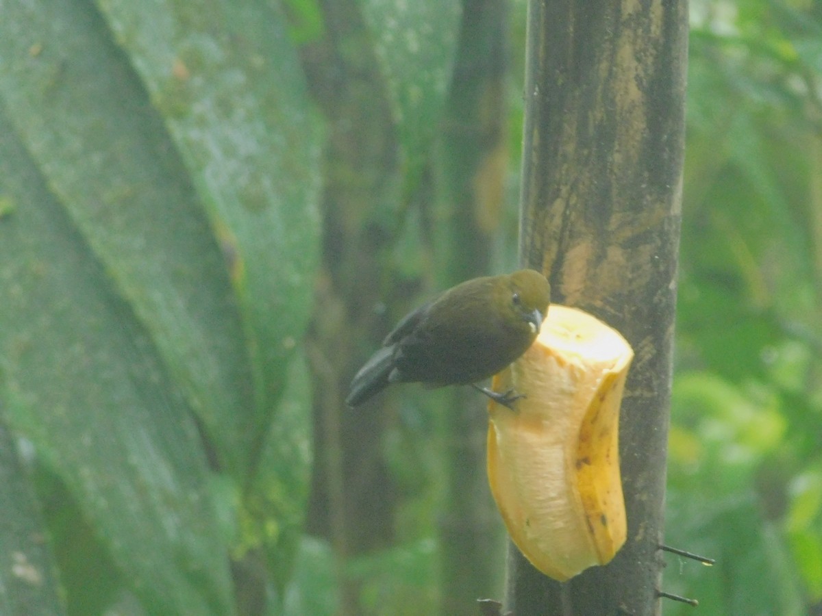 Танагра-жалібниця нікарагуанська - ML647034345