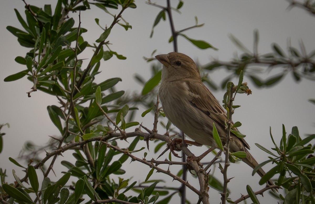 Горобець чорногрудий - ML647034347