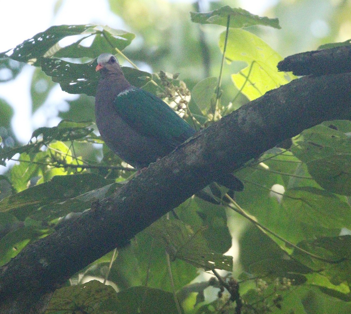 Голуб-зеленокрил індійський - ML647034348