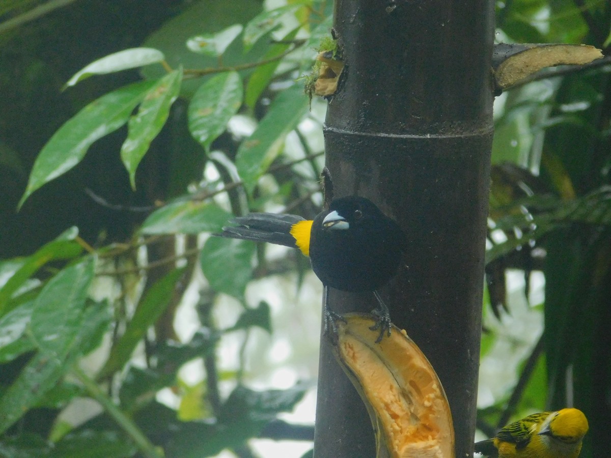 Тапіранга вогнистогуза - ML647034355