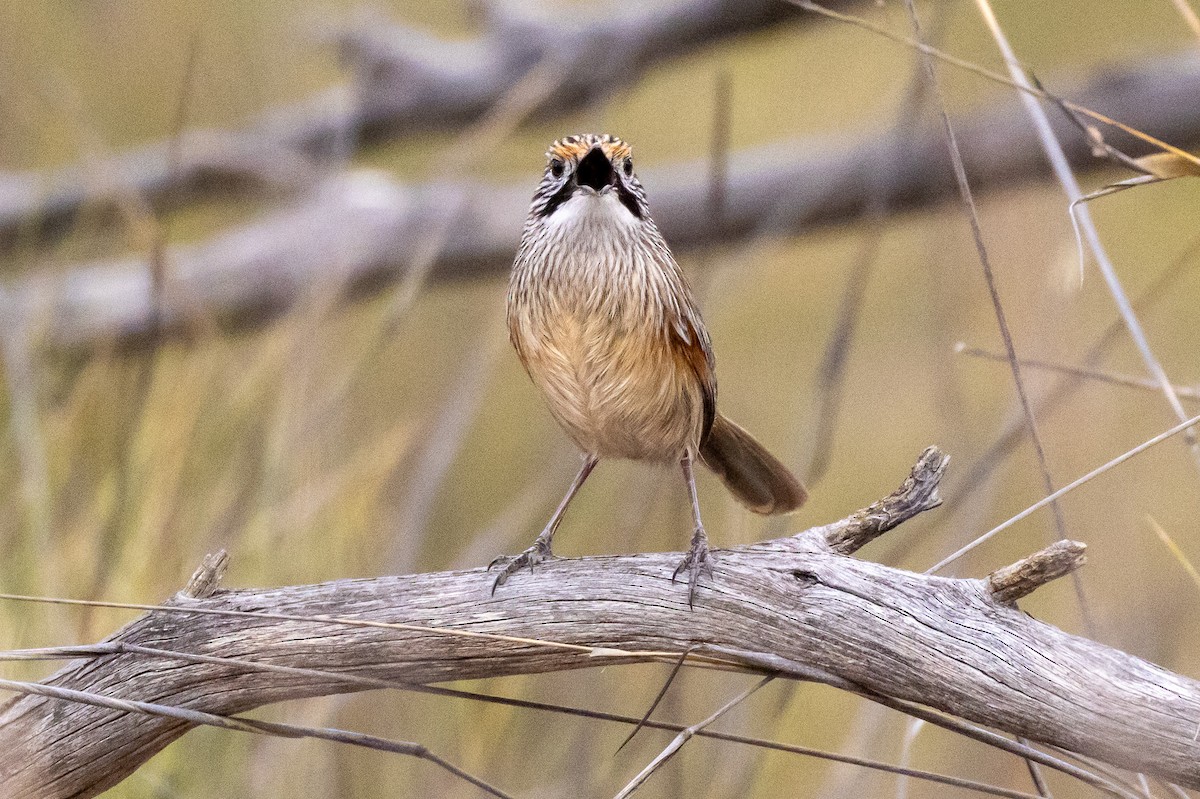 Трав’янчик вусатий - ML647034357