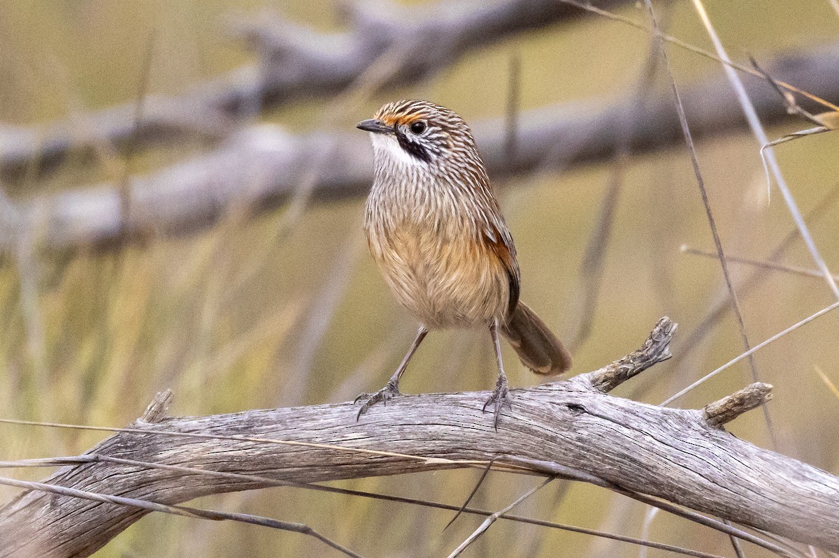 Трав’янчик вусатий - ML647034358