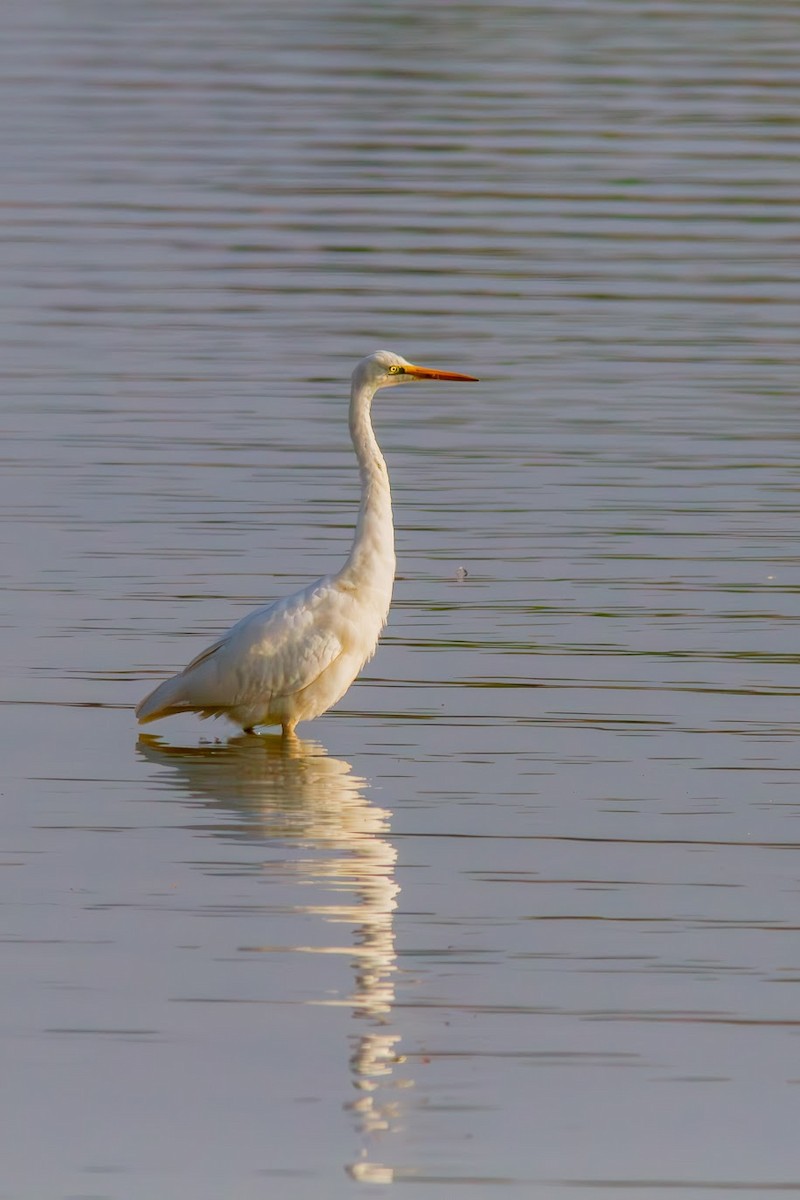 Чапля велика - ML647034359