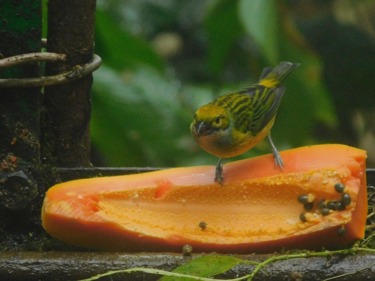 Танагра цитринова - ML647034360