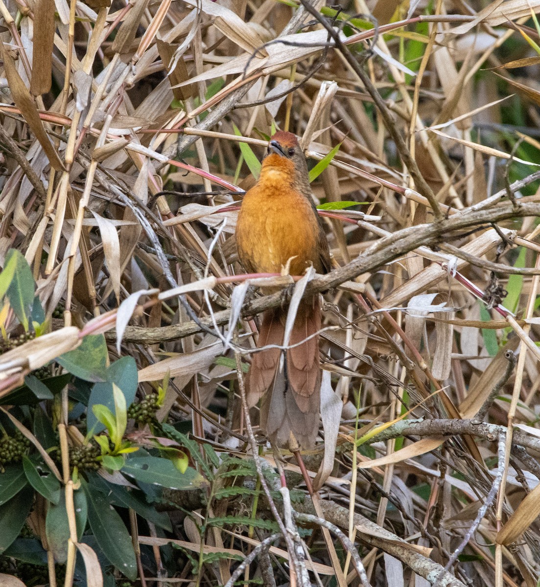 М’якохвіст іржастоволий - ML647034361