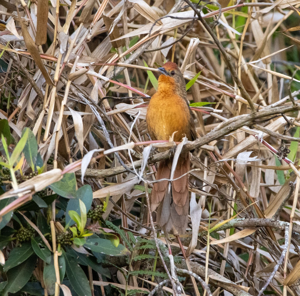 М’якохвіст іржастоволий - ML647034362
