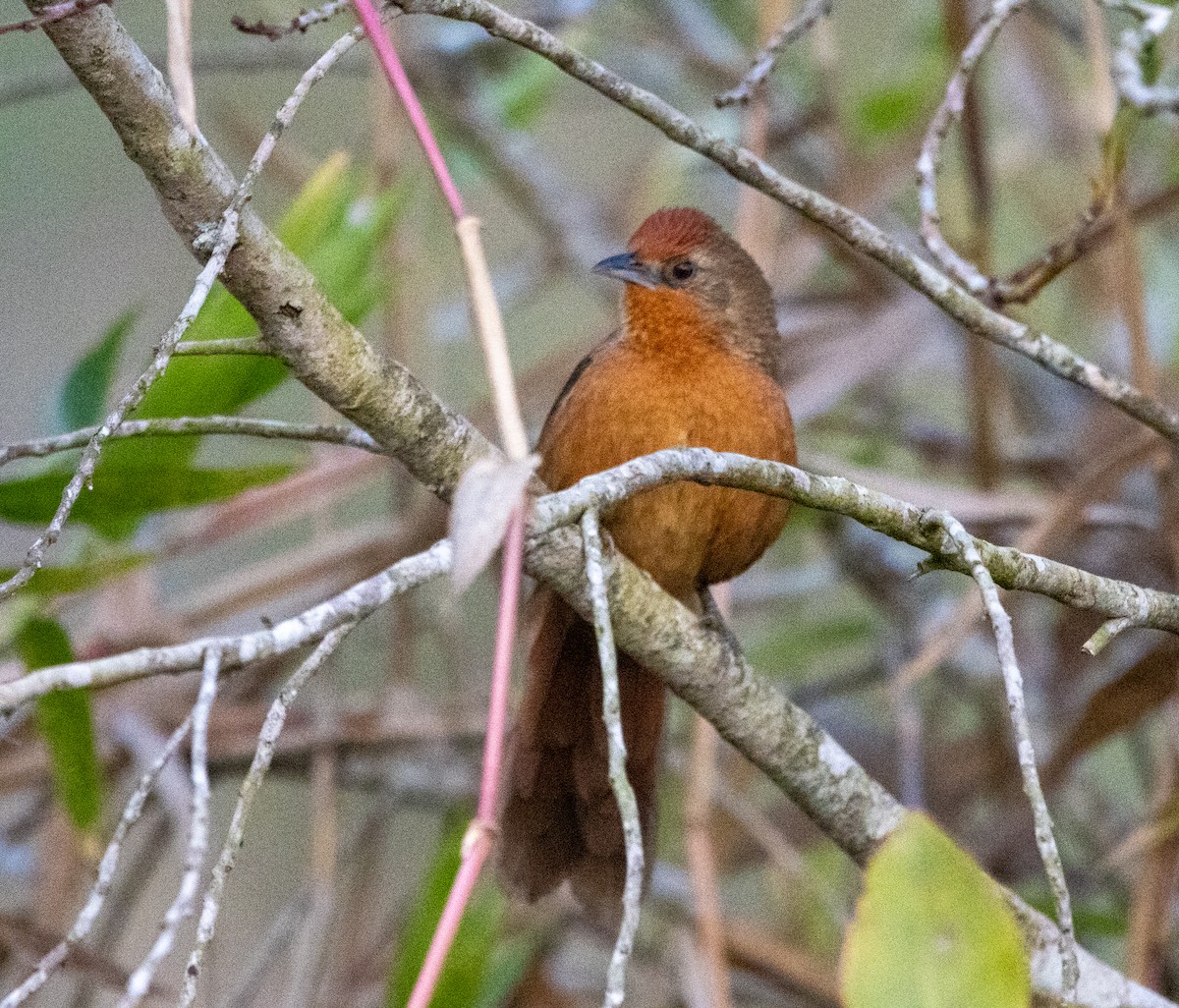 М’якохвіст іржастоволий - ML647034363