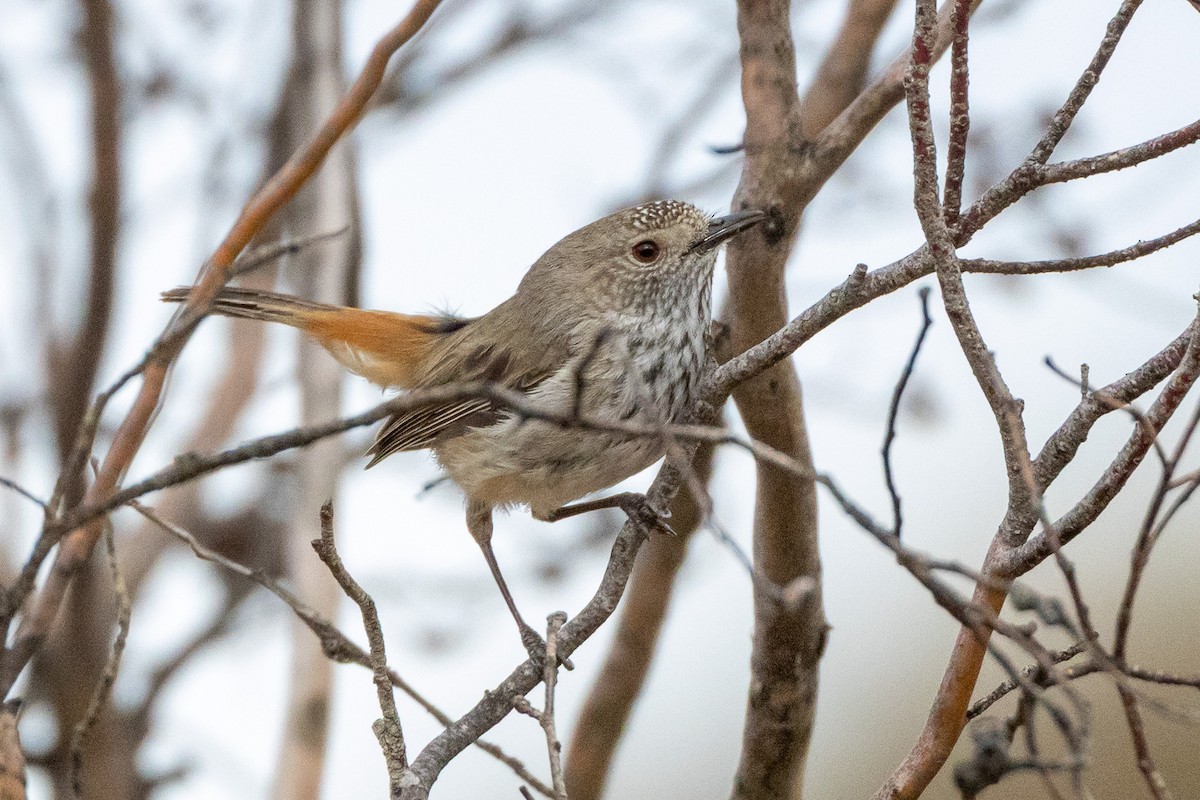 Шиподзьоб широкохвостий - ML647034365