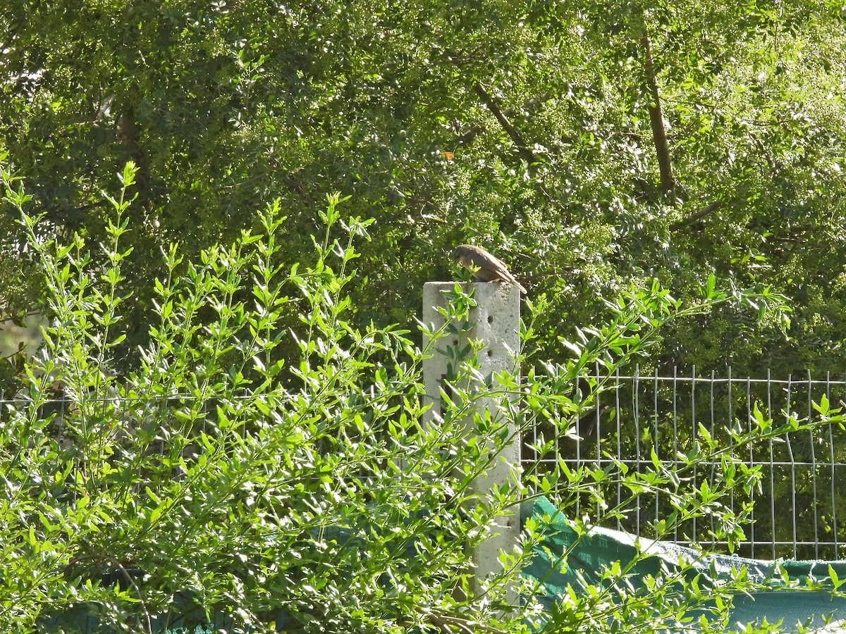 Пересмішник білобровий - ML647034367