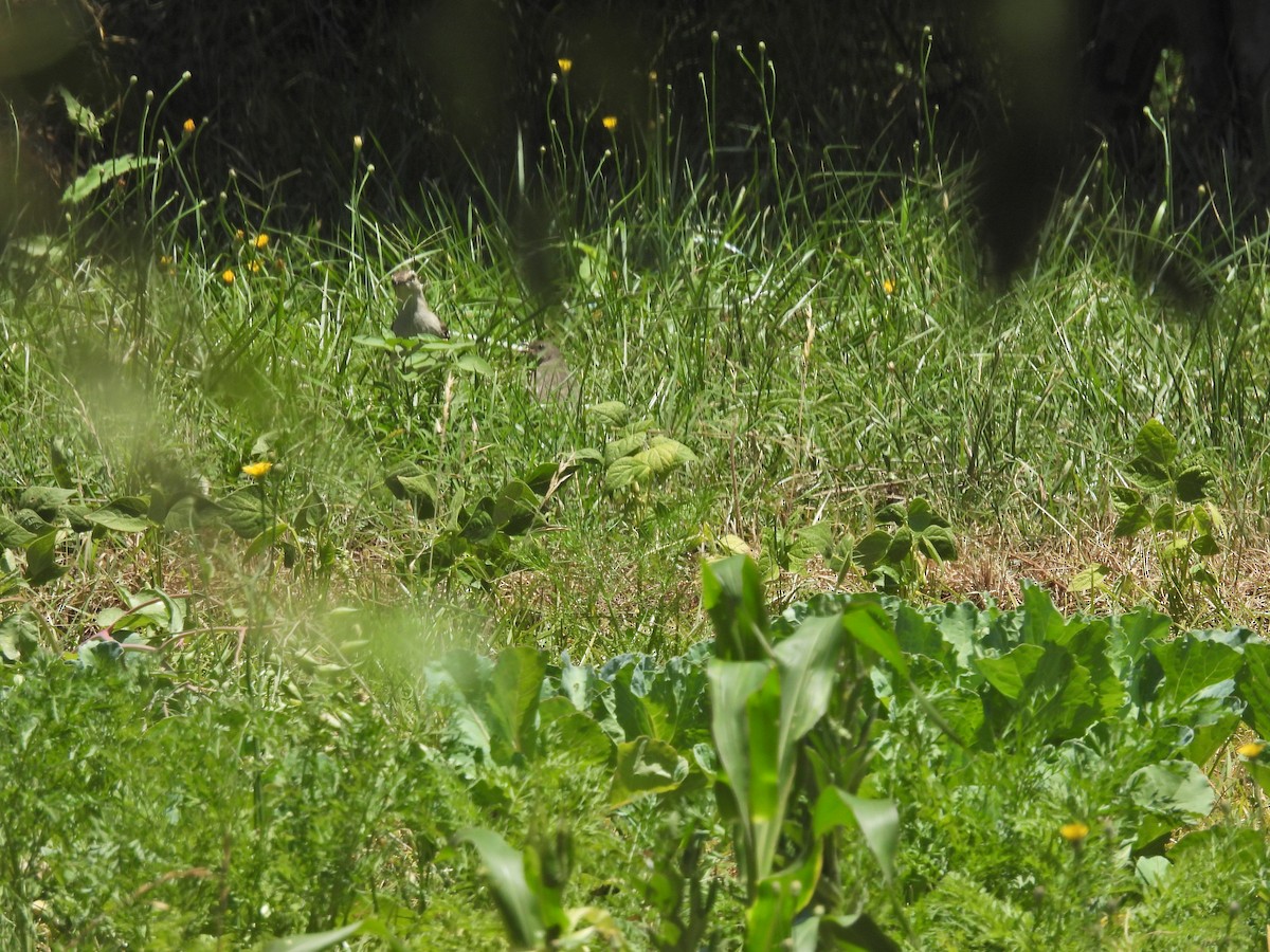 Пересмішник білобровий - ML647034368