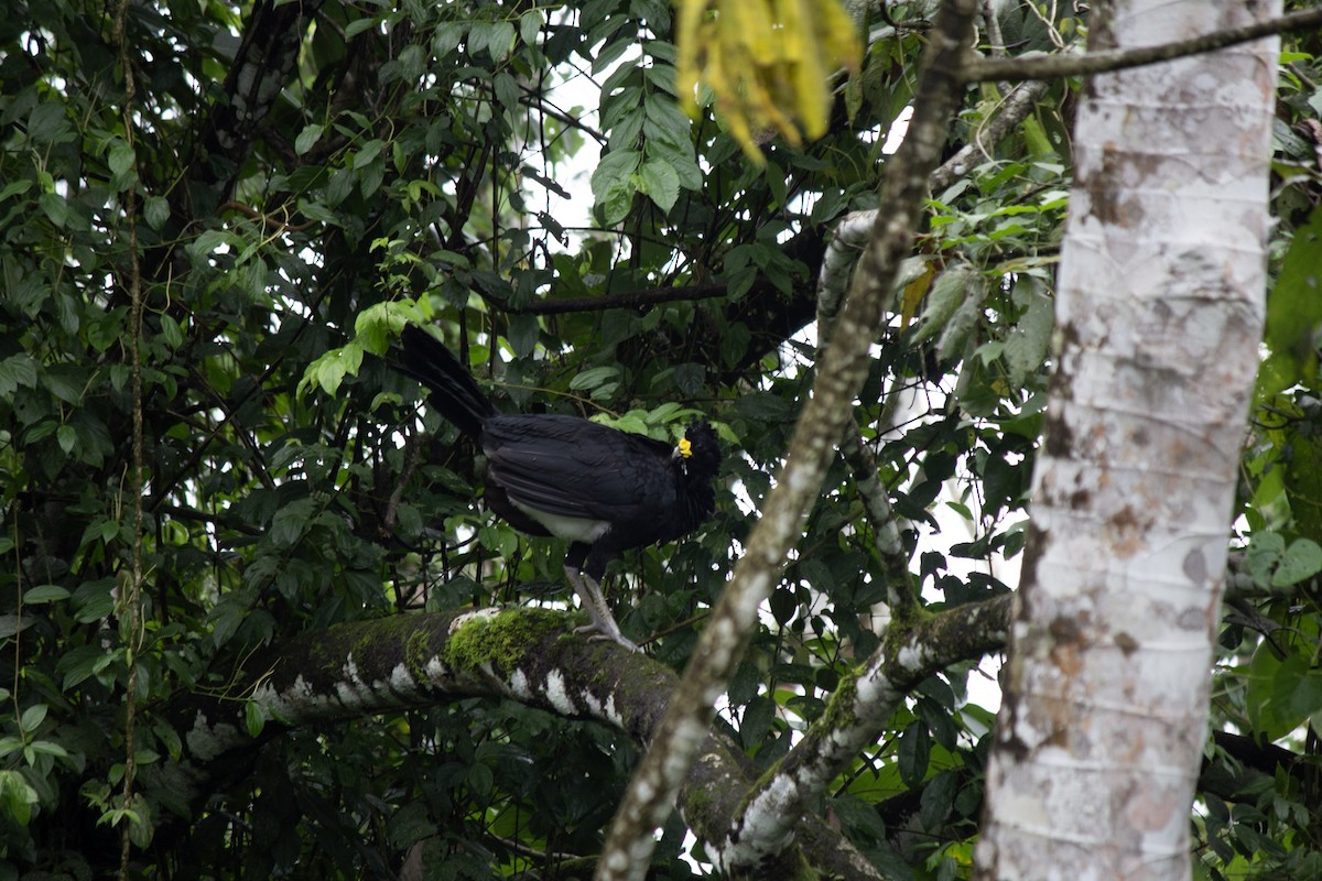 Кракс великий - ML647034370