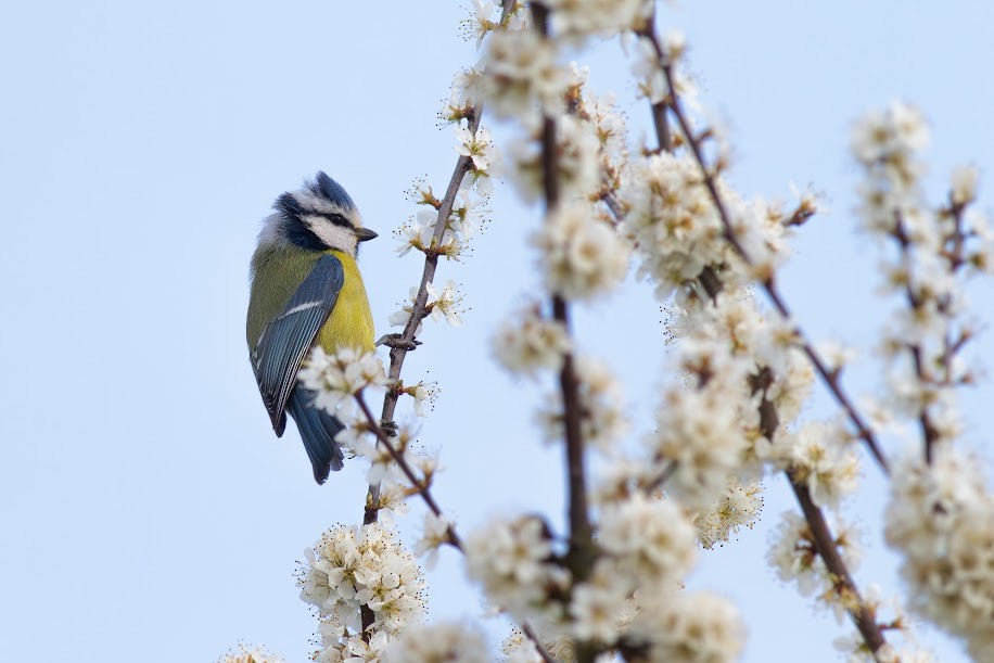 Синиця блакитна - ML647034371