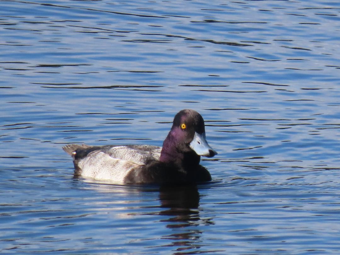 Чернь американська - ML647034373