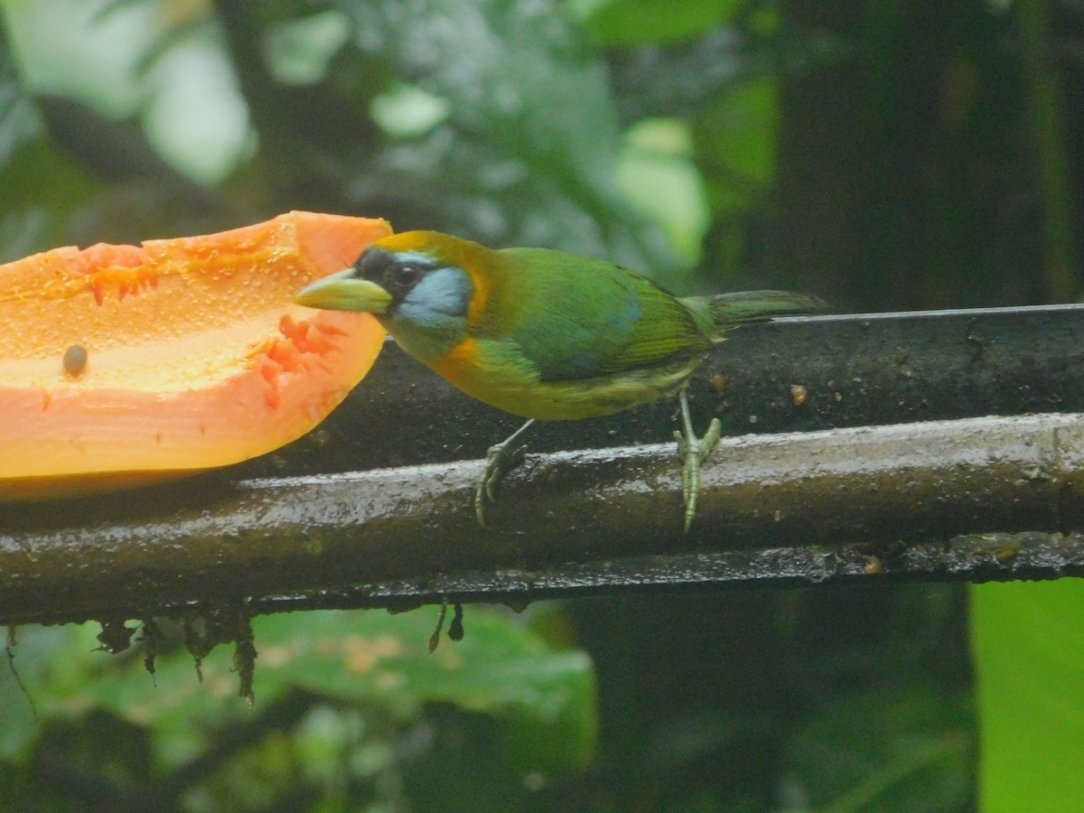 Евбуко андський - ML647034374