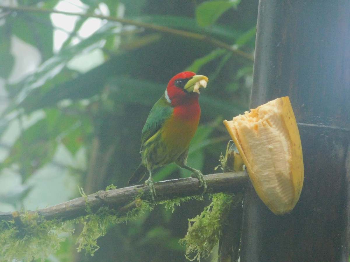 Евбуко андський - ML647034375